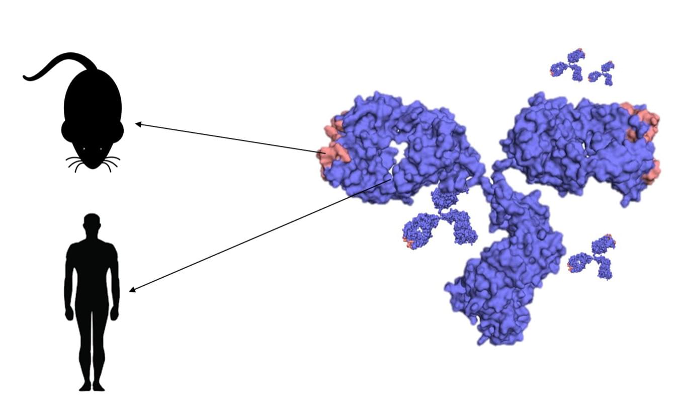 Humanized Antibody